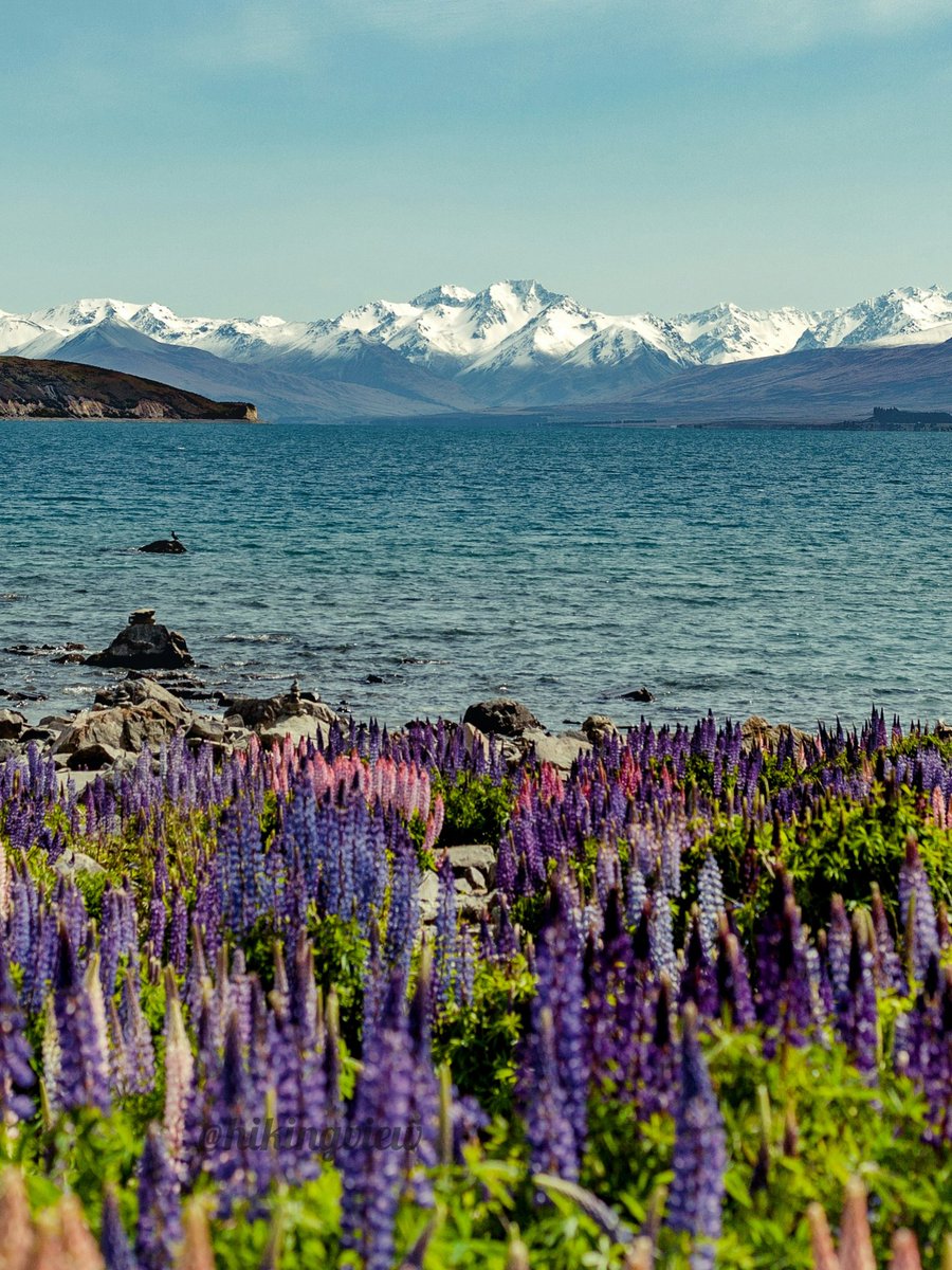 Lake Tekapo, New Zealand 🇳🇿