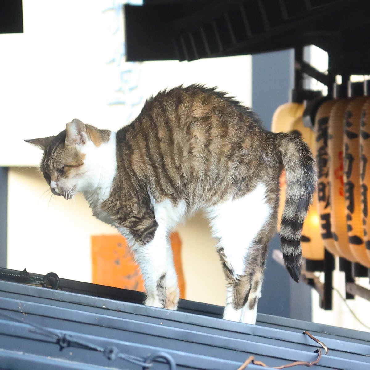 #streetcat
#osaka #japan
#蔵出し 
#猫背　#笑
#猫　#ネコ　#ねこ　
#桜耳
#ミナミ #大阪
#nocat #nolife