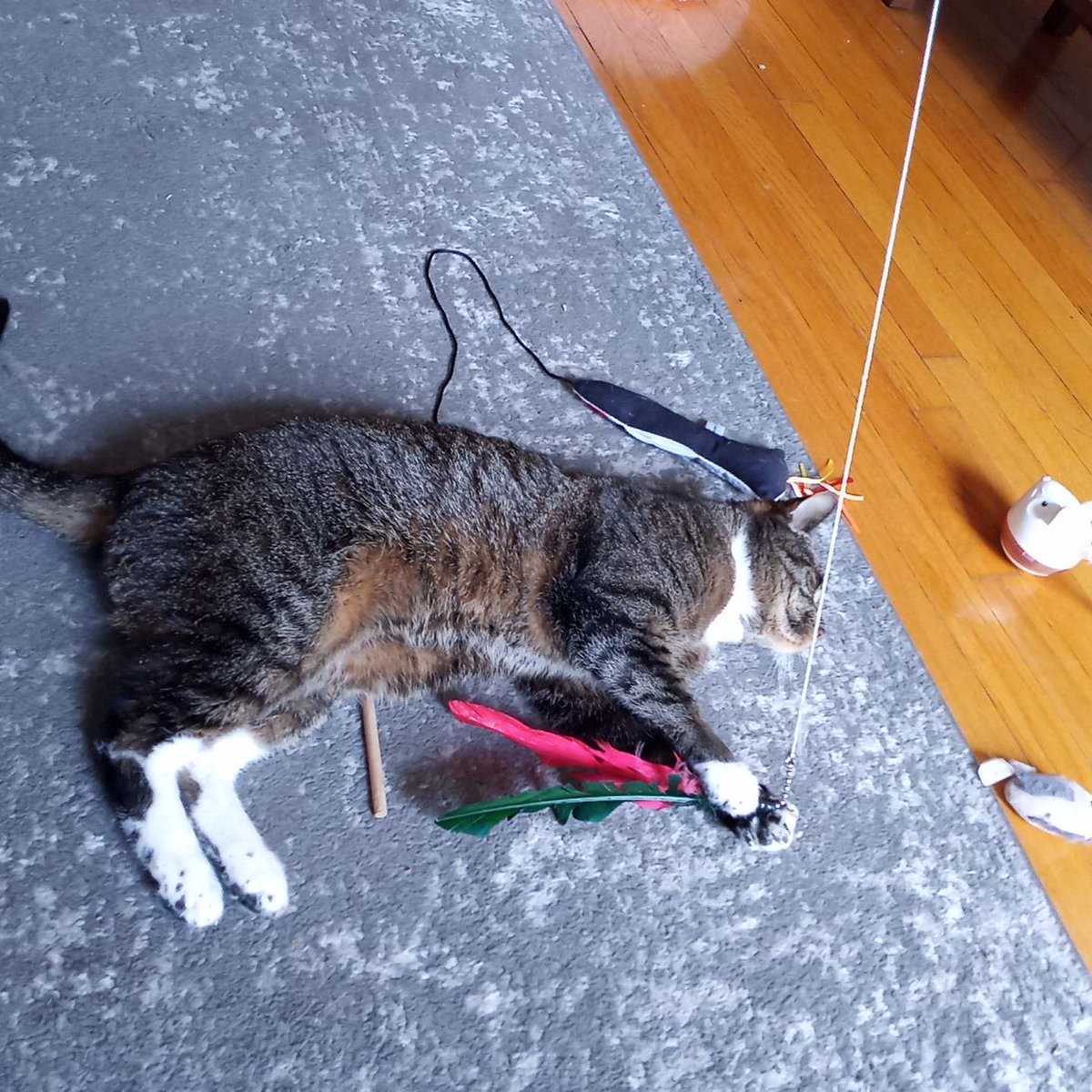 BuckyKatt's tweet photo. @CowboyCatRanch Playing the with catnip rocket the cat sitter brought out. #Caturday #CatsOfTwitter #CatsOfX #petsitting #adventuresinpetsitting https://t.co/7xH7riEzFD