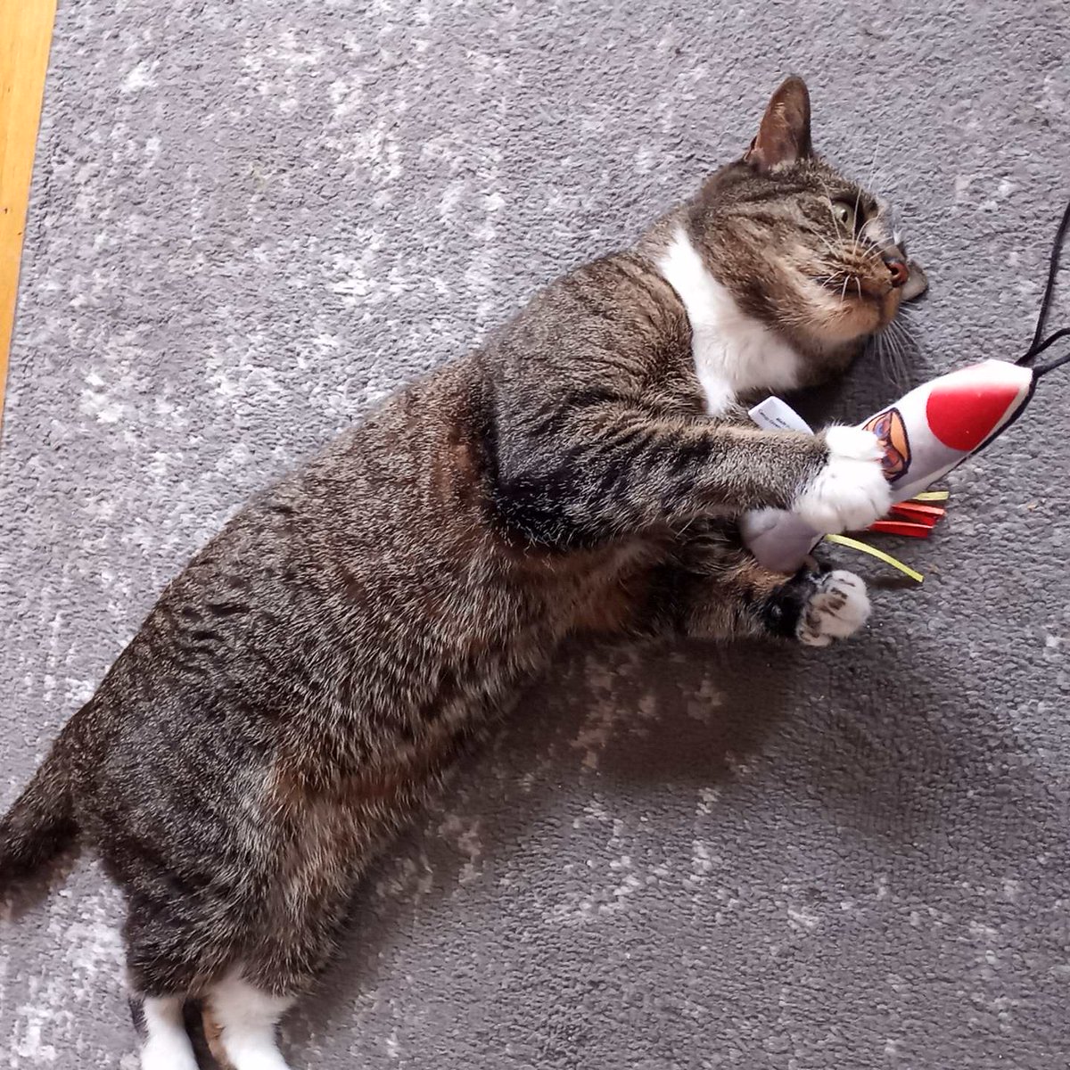 BuckyKatt's tweet photo. @CowboyCatRanch Playing the with catnip rocket the cat sitter brought out. #Caturday #CatsOfTwitter #CatsOfX #petsitting #adventuresinpetsitting https://t.co/7xH7riEzFD