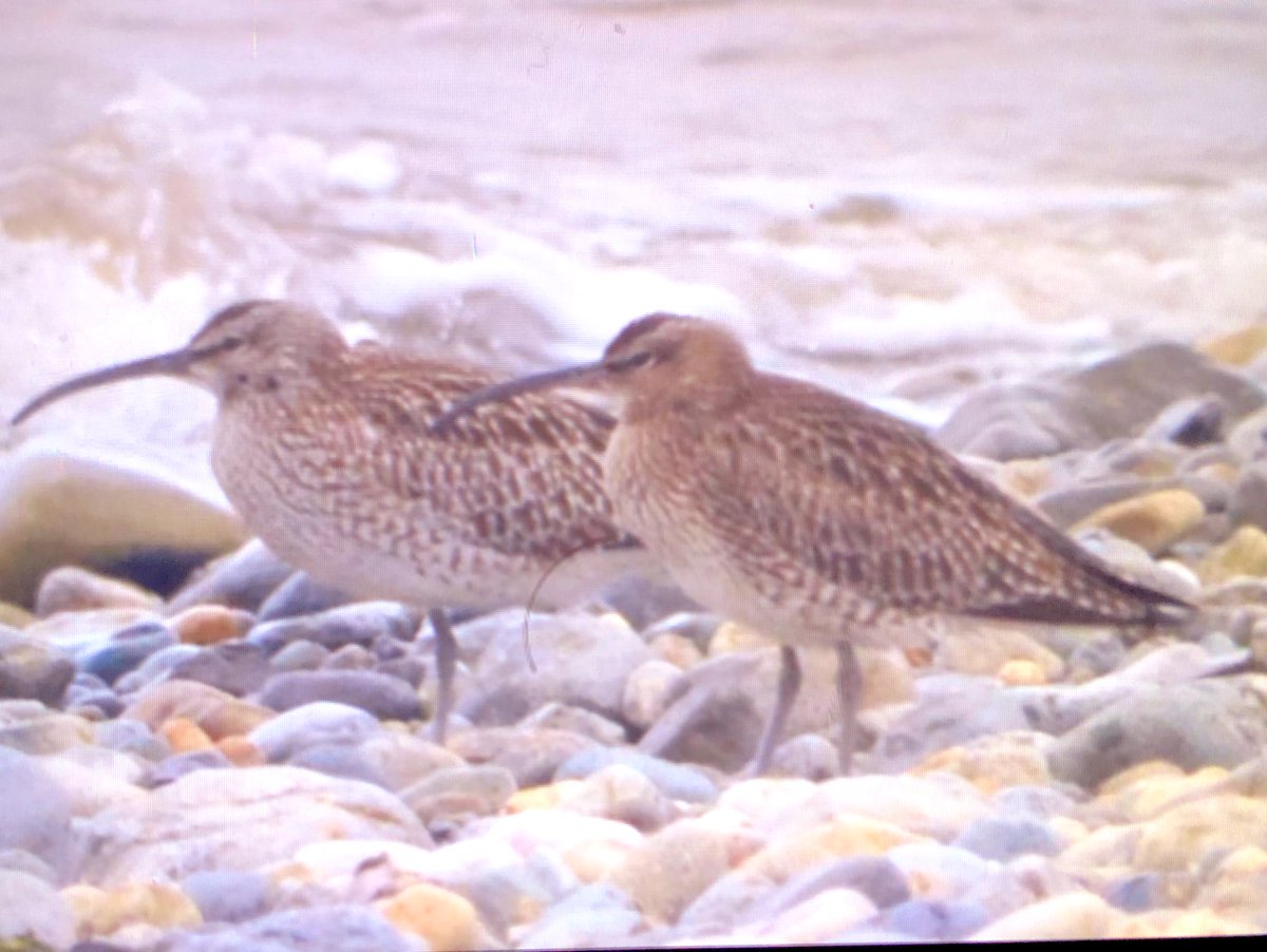 Aber ogwen , curlew or whimbrel