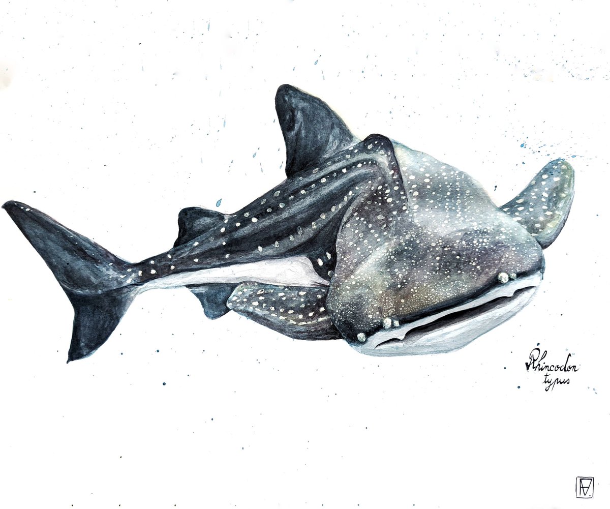 Here's the #𝑅ℎ𝑖𝑛𝑐𝑜𝑑𝑜𝑛𝑡𝑦𝑝𝑢𝑠, or the #WhaleShark !

Their filter-feeding behavior and vast migratory patterns contribute significantly to global nutrient cycling and ecosystem connectivity, making them vital indicators of ocean health.

🦈#Marinebiology #SciArt