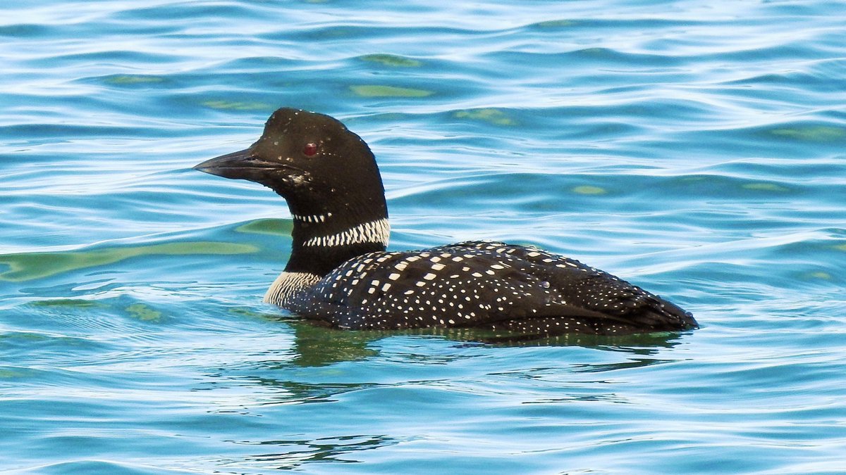 Great Northern Divers are looking fabulous now as they moult into breeding plumage. This one was close in at Brevig just now, a further 45 visible more distantly. Also today, up to 3 Minke Whales offshore plus 10 Common Dolphins and 2 Porpoise.