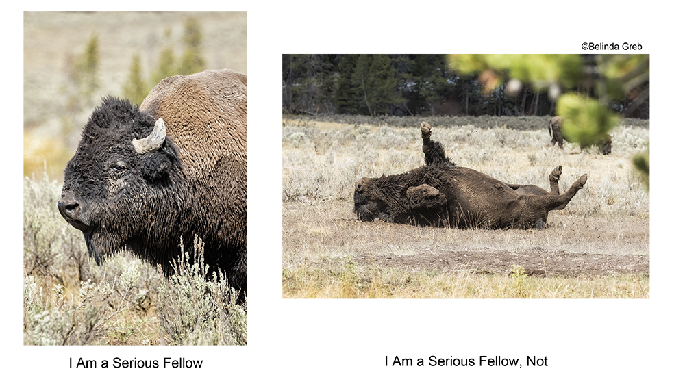 1/2 funniest things I saw in WY was a bull bison stomping across a field-other bison scattering-only to take a roll in the dirt. Not captured was a doe that ran across the road followed by a chipmunk as if it were chasing her. belinda-greb.pixels.com/featured/i-am-… belinda-greb.pixels.com/featured/i-am-…