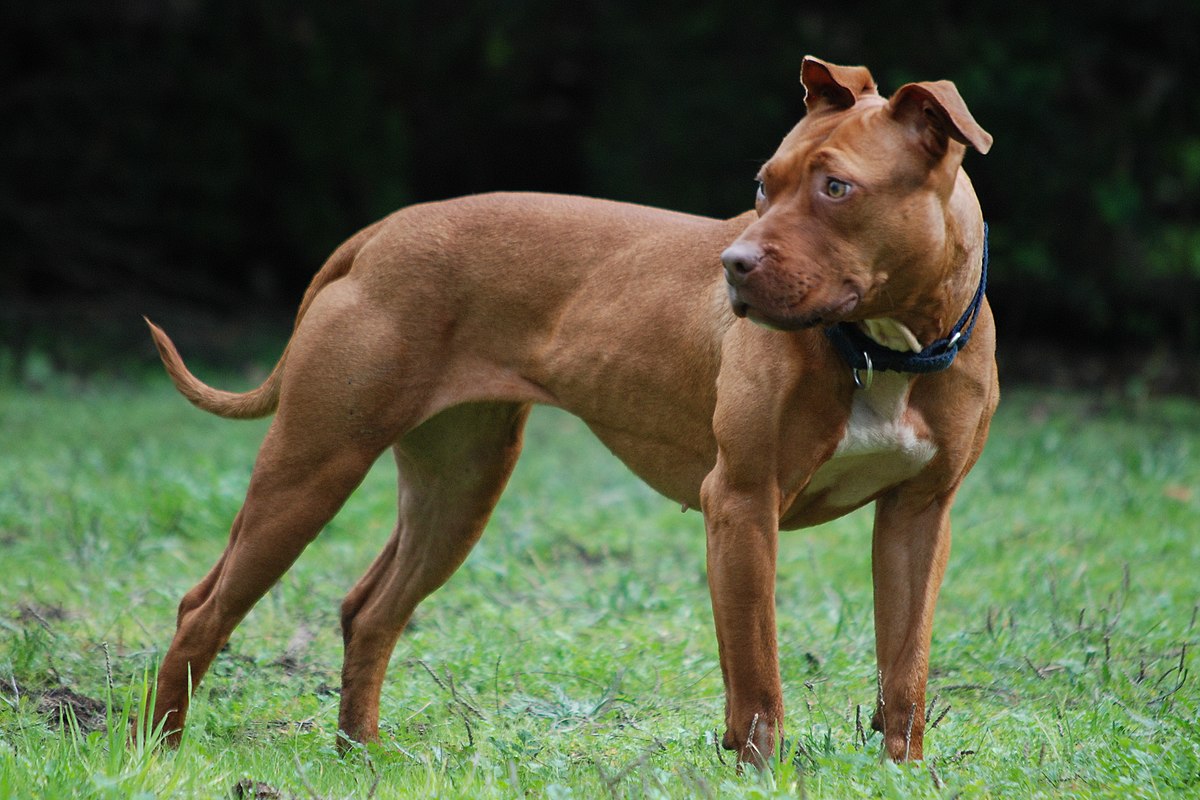 Parem de associar essa raça de cachorro cabeçudo do crlh, essa porra não é um Pitbull. Inclusive a verdadeira raça de Pitbull tem poucos casos de ataques a humanos. isso aqui que é um verdadeiro Pitbull, e não esses cachorros obesos e cabeçudos que vcs criam achando que é um apbt