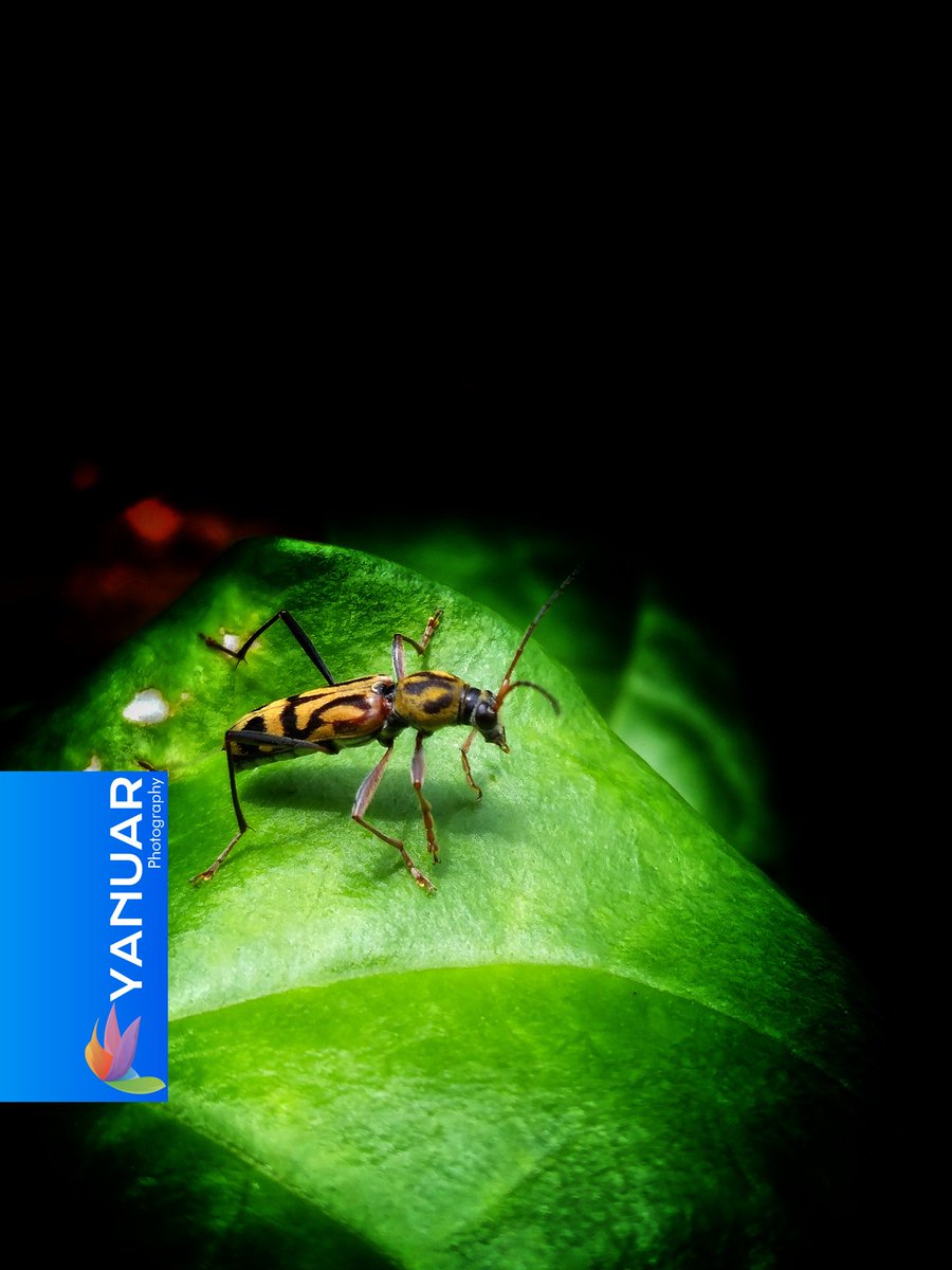 Longhorn beetle on jasmine leaves.

#photography #photo  #photograph #photooftheday #photographylovers #nature  #natural #naturelover #NaturePhotography #macro #macrophotography #photographyart #NaturePhotograhpy