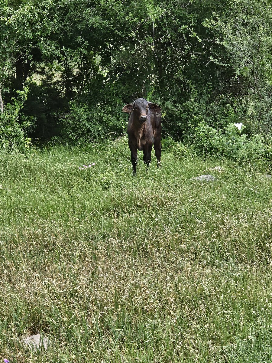 TexasTum's tweet photo. Today's pics from The 6A Ranch in New Braunfels Texas https://t.co/TvhOd8ascc