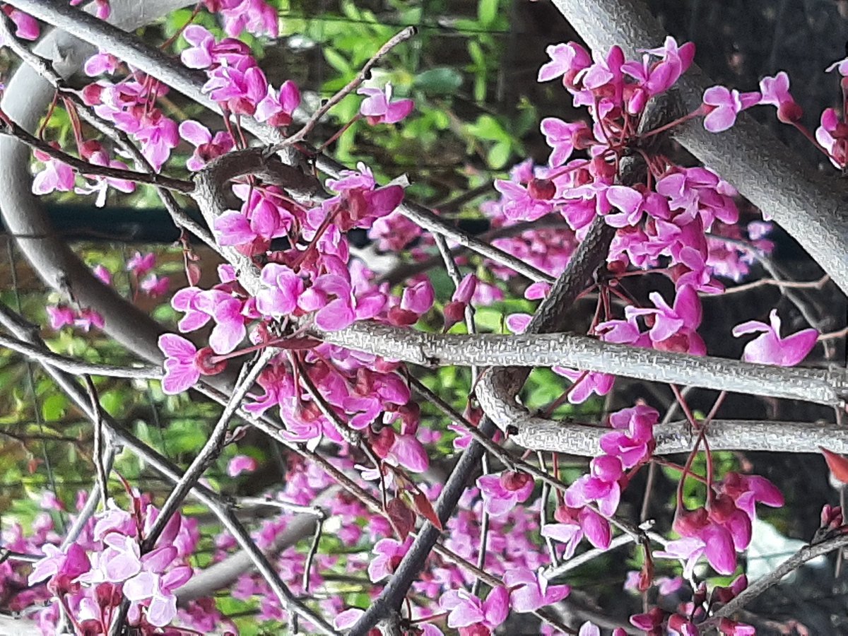 Eastern Redbud branches glitter with tiny flowers fleeting gems #HaikuSaturday #modernhaiku