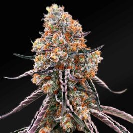 High Cannabinoid Potency: Gelato Sunrise has high THC levels (around 23%) and CBGA levels (around 2.4%), ensuring a potent and enjoyable experience that's uplifting and relaxing. #cannabiscommunity #growyourown #newstrains buff.ly/442pX7E