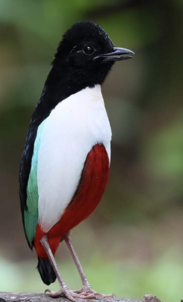 The ivory-breasted pitta (Pitta maxima) is a species of bird in the family Pittidae. It is endemic to North Maluku in Indonesia, known as Paok halmahera. It looks like the Palestinian flag 🇵🇸❤️
#NoDesign