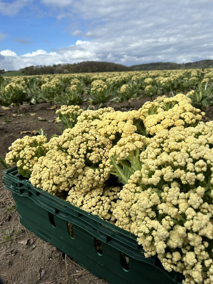 Shreoshii's tweet photo. Great fun day out in the farm saving some Caulis from going to waste with @TransitionDund 
We managed to glean a whopping 992.9 kgs of Cauliflowers today!! 🥦🥁 These will now be distributed to all the food banks and community kitchens in Dundee! ☺️ 
#Gleaning #ReduceFoodWaste https://t.co/zpTcpO3vQW