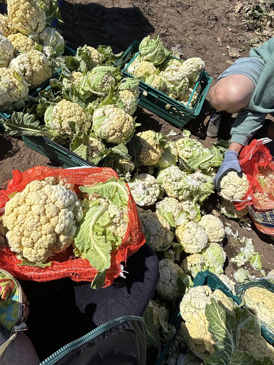 Shreoshii's tweet photo. Great fun day out in the farm saving some Caulis from going to waste with @TransitionDund 
We managed to glean a whopping 992.9 kgs of Cauliflowers today!! 🥦🥁 These will now be distributed to all the food banks and community kitchens in Dundee! ☺️ 
#Gleaning #ReduceFoodWaste https://t.co/zpTcpO3vQW