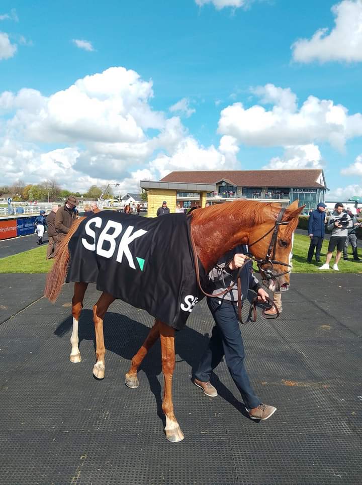 KYPRIOS looked a picture today at 
@NavanRacecourse 
Had a nice blow after - so lots left in terms of scope for improvement for the 2022 Ascot Gold Cup winner 🏆.
The traditional route 
Leopardstown  for Saval Beg & 🎩 Gold Cup. 🏆
@sbk
@MoyglareStud
@TomMagnier
@coolmorestud