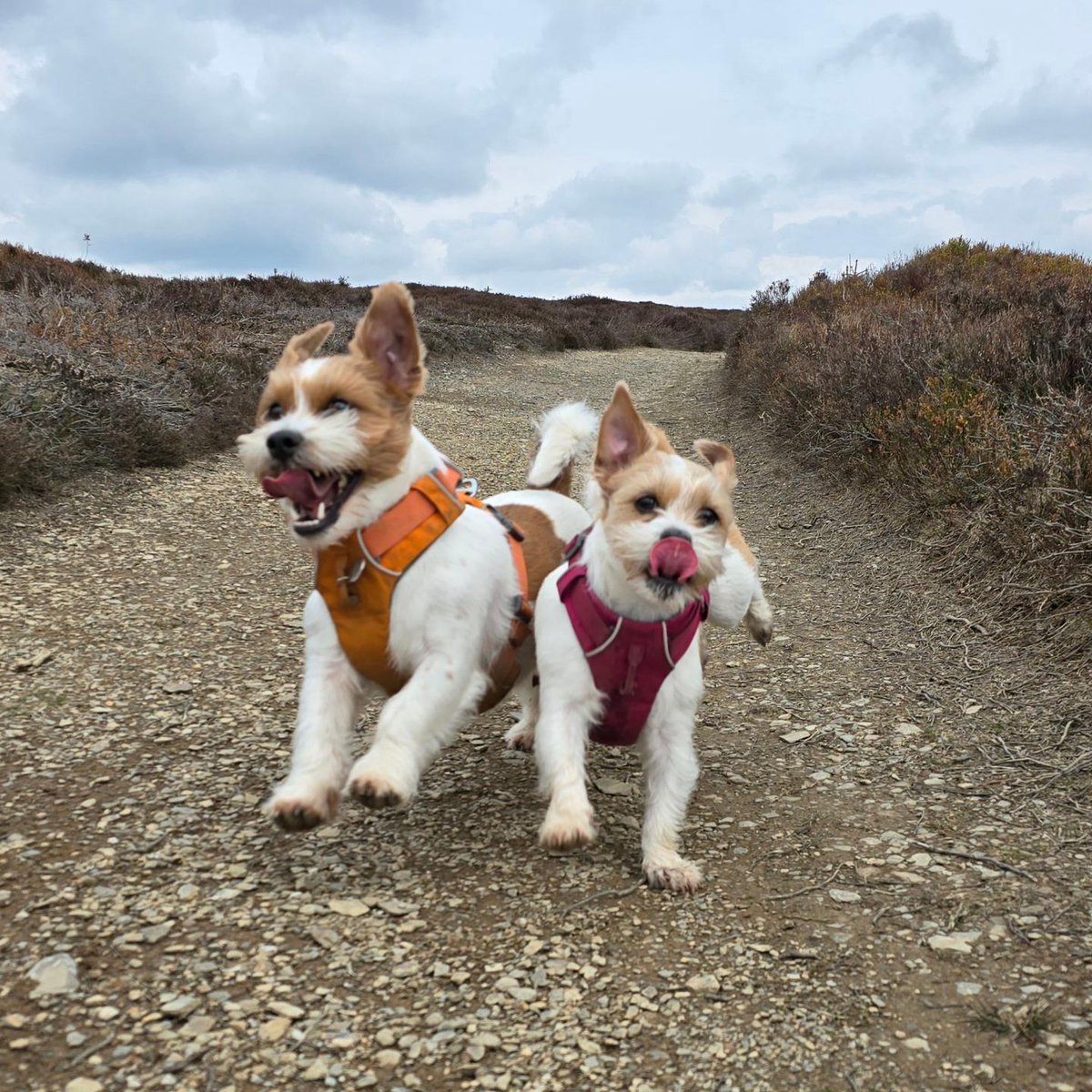 Action shots of us on our walk today 🤣🐾🏴󠁧󠁢󠁷󠁬󠁳󠁿❤️ #dogsofX