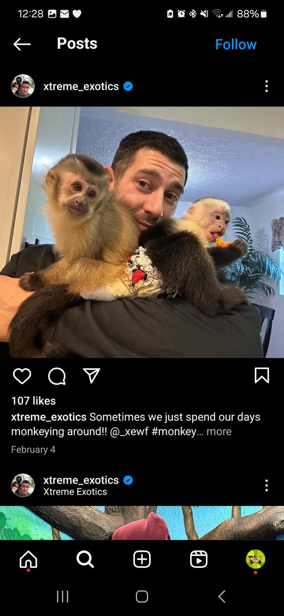 anyways, beware of @/xtreme_exotics who where promoted by @/SnakeDiscovery in a recent video

Ed and Emily play with an anteater. a baby caracal and a baby serval..

Snake Discovery has such large platform :( this isnt ok to promote