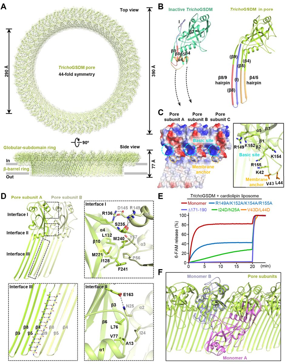 dijiang319's tweet photo. Online this week @ScienceMagazine a new study https://t.co/iVVcCbPVf8 reveals cleavage-independent activation of ancient eukaryotic #gasdermins and structural mechanisms showing by far the smallest (RCD-1) and largest (Tricho) GSDM pore https://t.co/MrxTzB6Skr