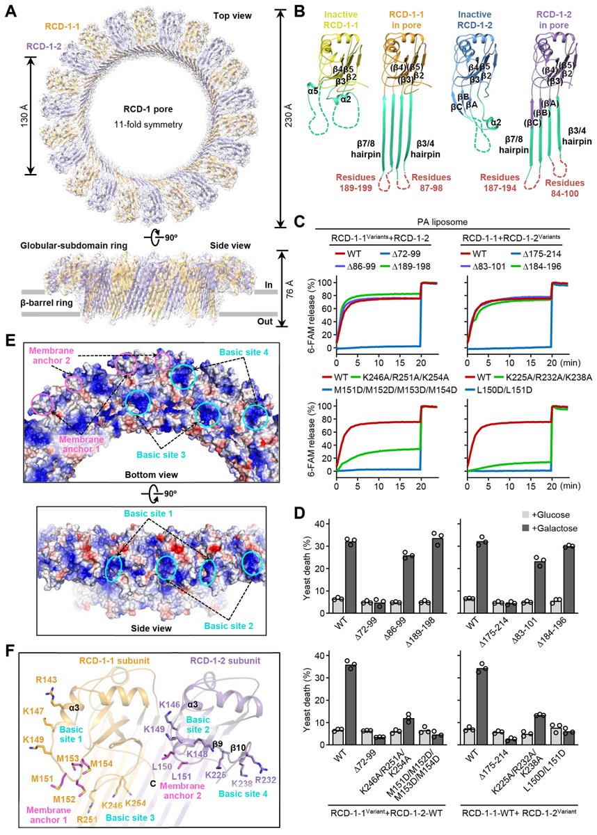 dijiang319's tweet photo. Online this week @ScienceMagazine a new study https://t.co/iVVcCbPVf8 reveals cleavage-independent activation of ancient eukaryotic #gasdermins and structural mechanisms showing by far the smallest (RCD-1) and largest (Tricho) GSDM pore https://t.co/MrxTzB6Skr