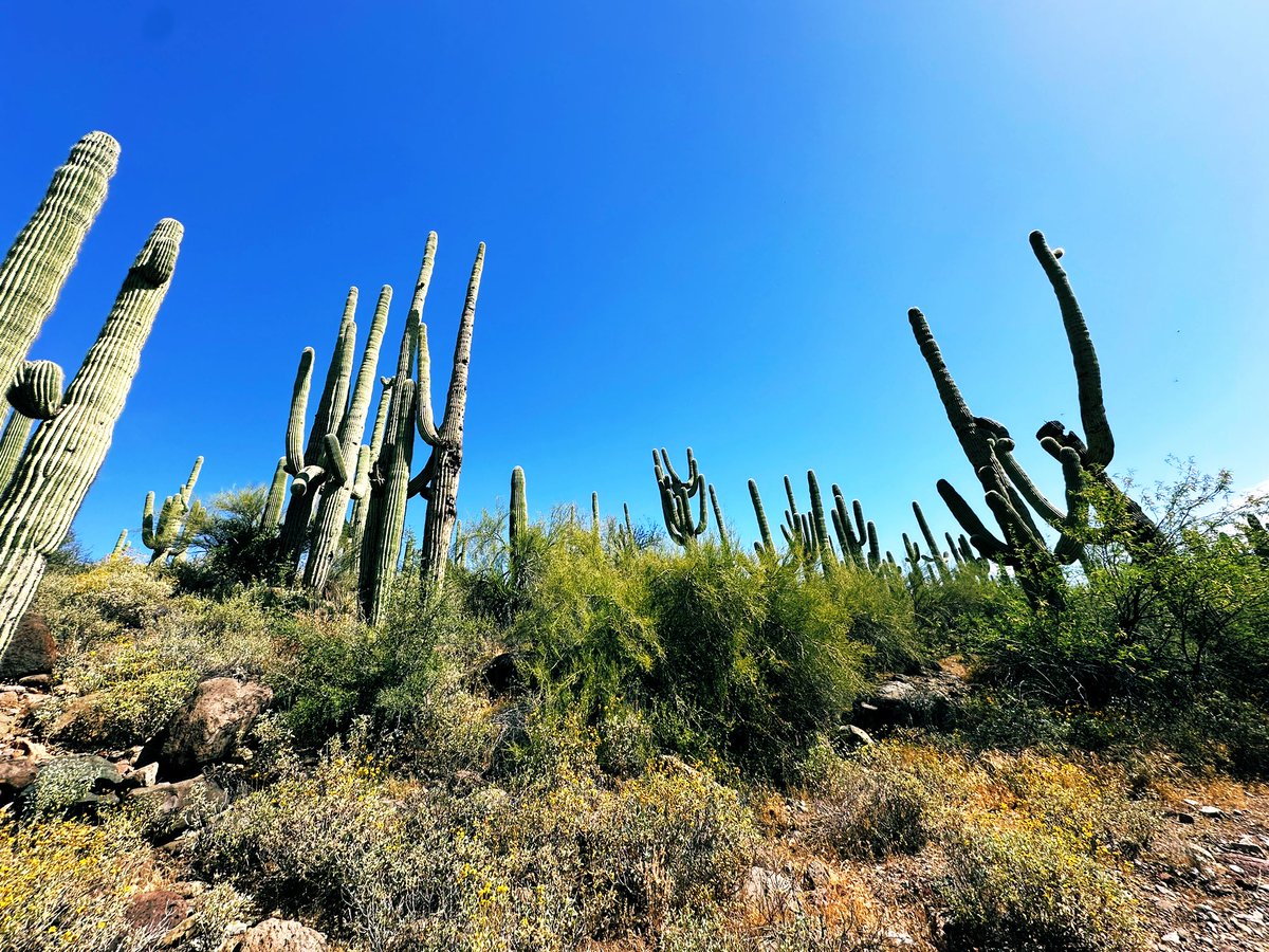 It’s a great day to touch grass (cactus) 🌵