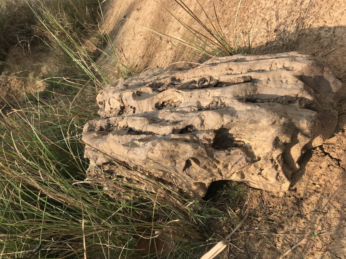 Yesh_Dewan19's tweet image. #Angiosperm #woodfossil of 20 million years of late Miocene period a proof of vast dry deciduous  forest in Bengal and a probable river  flood from North flowing to South. @chhetri_sailesh @aman_pradh40509 @Amandee09088144 @ThilenSherpa7