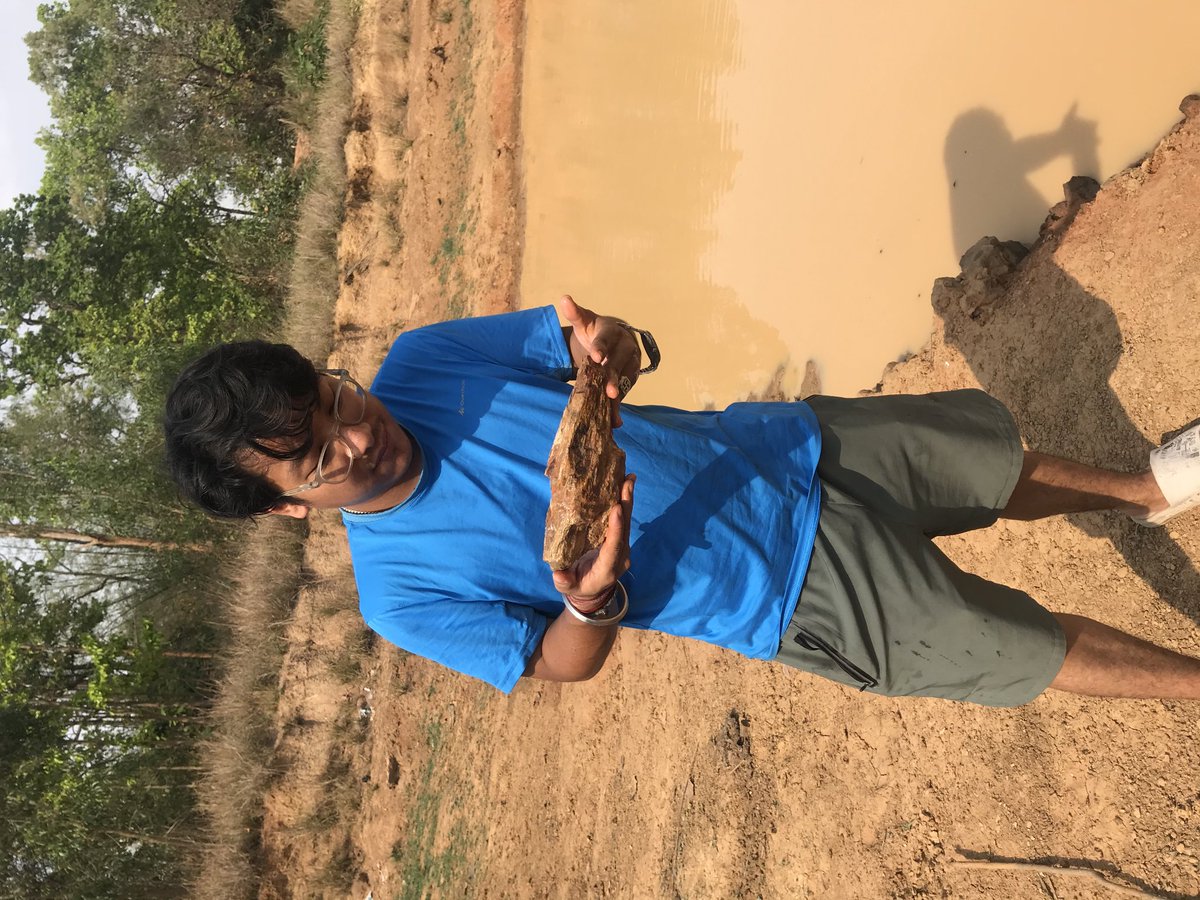 Yesh_Dewan19's tweet image. #Angiosperm #woodfossil of 20 million years of late Miocene period a proof of vast dry deciduous  forest in Bengal and a probable river  flood from North flowing to South. @chhetri_sailesh @aman_pradh40509 @Amandee09088144 @ThilenSherpa7