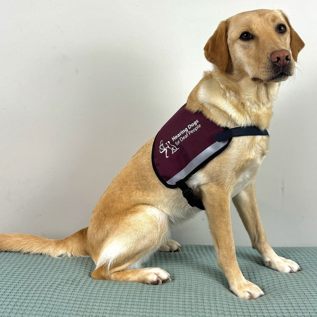 Nancy recently passed her assessment to be a child's hearing dog and we are delighted to let you know that she has settled in brilliantly with her deaf partner and their family. Nancy is going to make an incredible difference to her partner's life and we are so proud of her ❤️