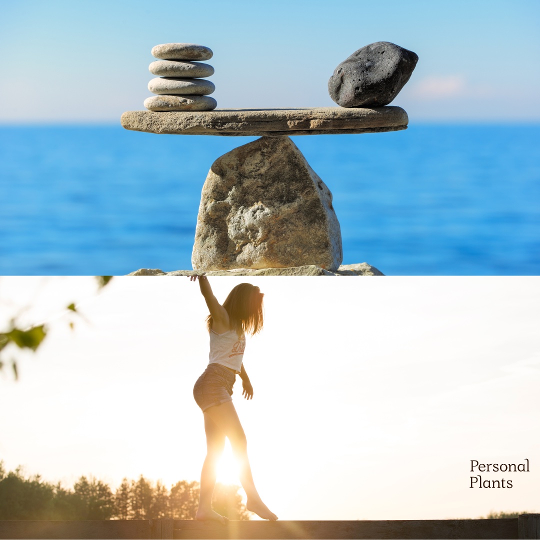 Personal Plants tweet media