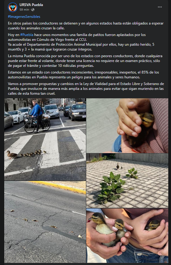 Reporta URSVA #Puebla que una familia de patos fue aplastada por automovilistas en Cúmulo de Virgo, frente al CCU. Sobrevivieron la mamá y 4 patitos.