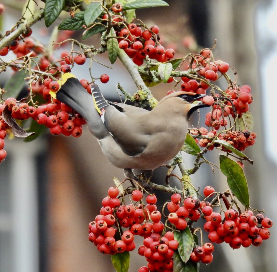 The Last Hurrah! Thought I’d said goodbye to these Beauties some months ago. Waxwings,Waitrose Supermarket (where else 🤣) Saxmundham,Suffolk today. #waxwing #waitrose #suffolkbirds