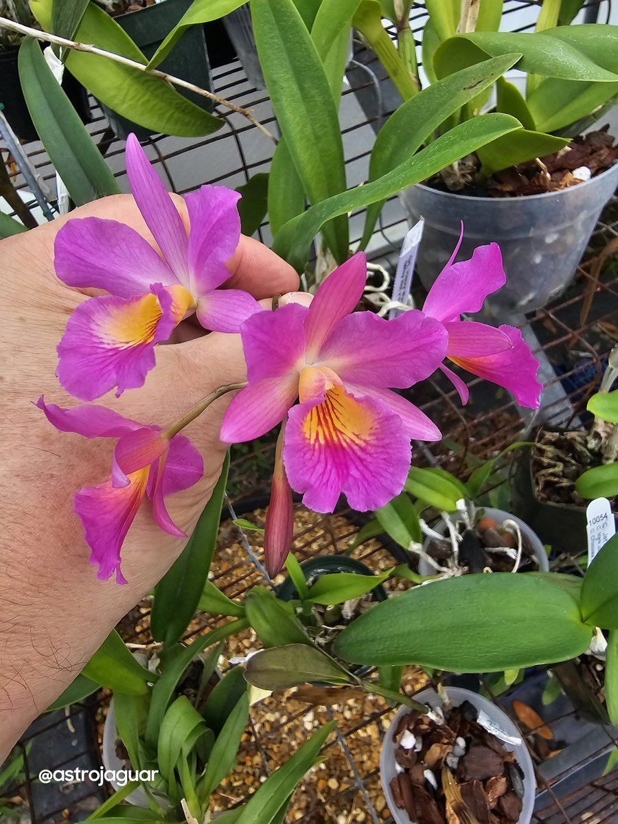 #orchids