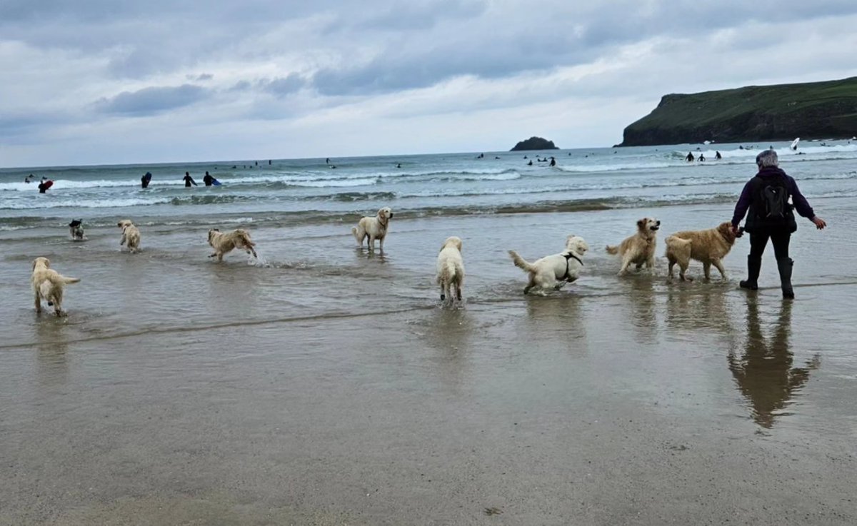 Drew a bit of attention on #polzeathbeach this morning with our #goldenretrieverpuppy meet up for their 1st birthday 🎂