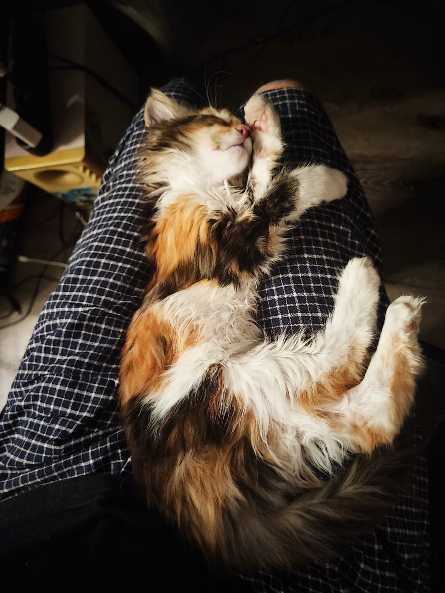 Знакомьтесь, Герта 
Вот у меня и появился мейнкун