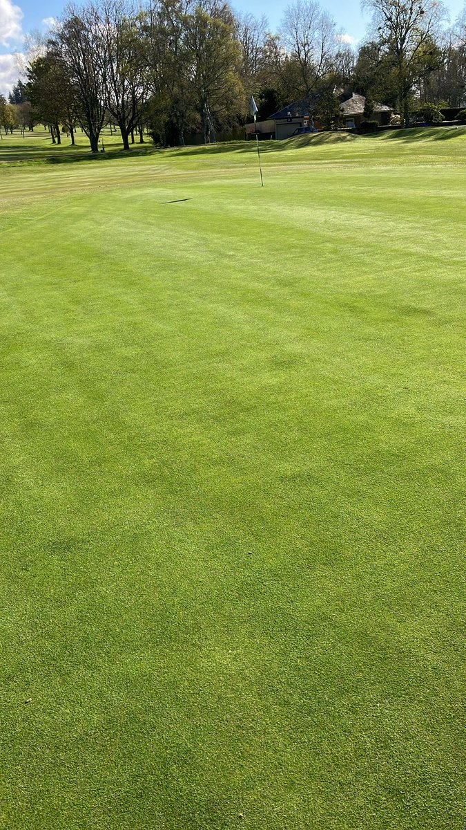 Greens at crieff gc  looking superb this morning after a recent application of gp micro 10.4.4.Fantastic density , colour and surfaces for this time of year