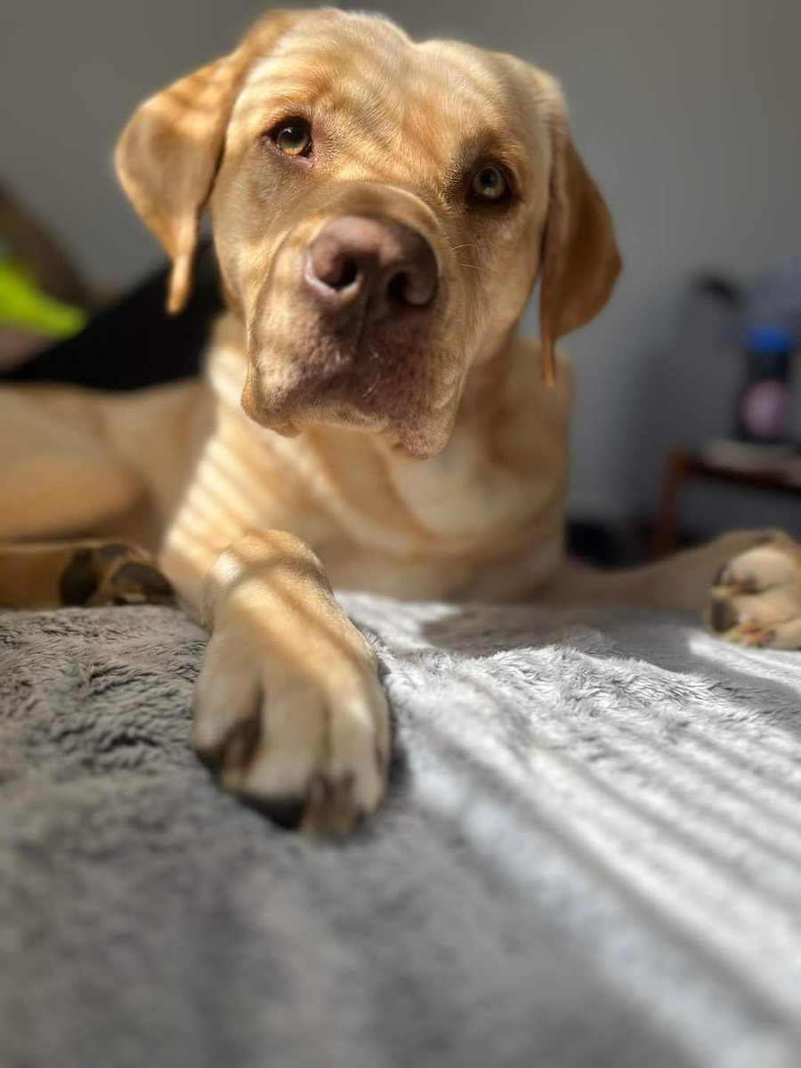 sweet_labrador's tweet photo. Great photograph ❤️💯 https://t.co/sluOv7Sbzq