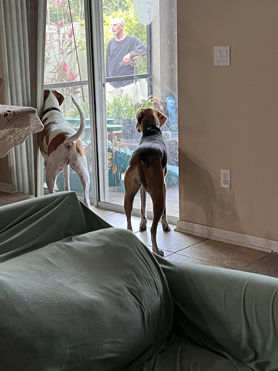 Dad rescued and chased a mourning dove from the lanai so the pupturds wouldn’t get it. They are highly disappointed that they didn’t get to play with it!!! (Thank you, Dad. Love, Mom.)