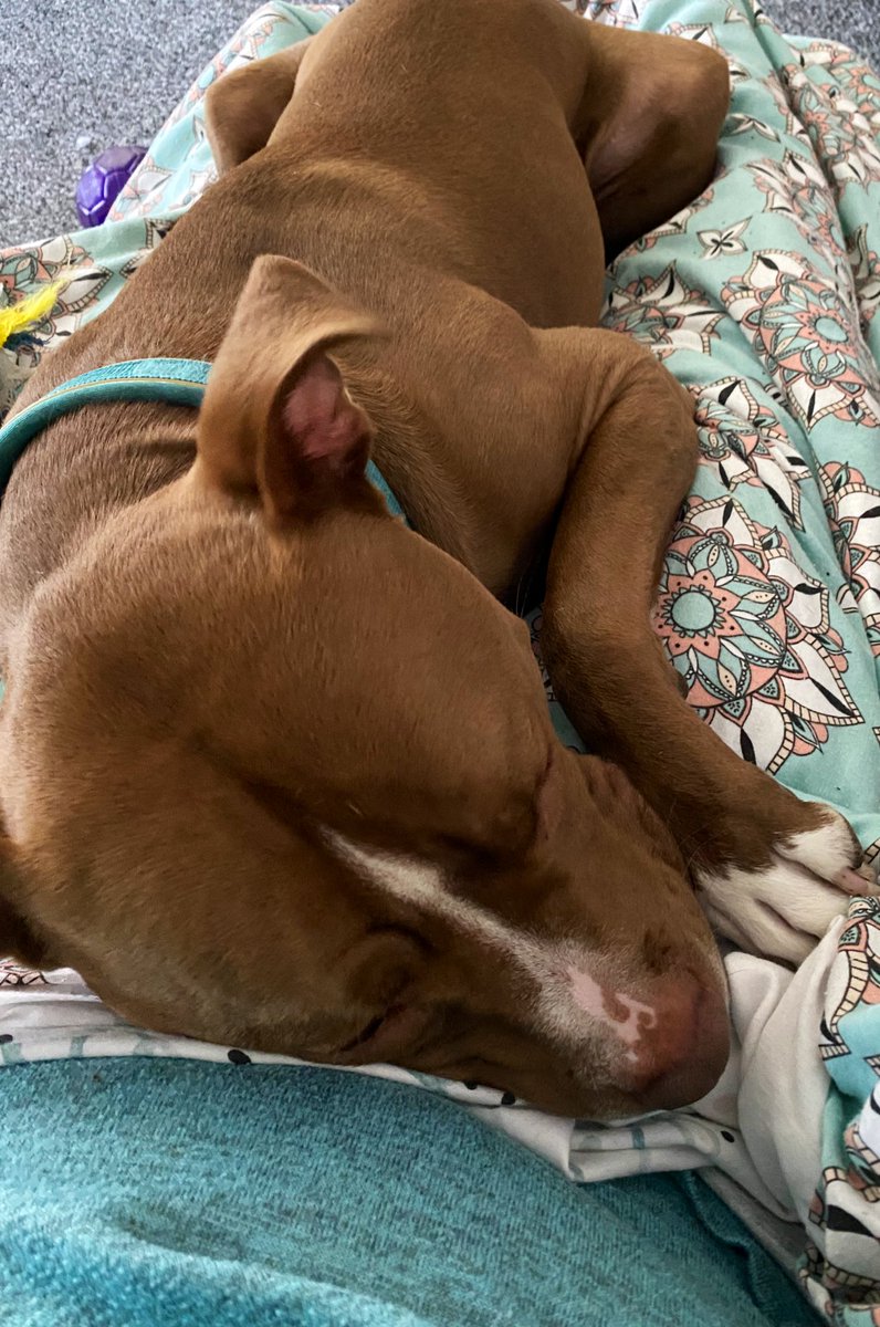 Looking after my Mum again. I’m so good 💙 #Handsome #staffy #GoodBoy #staffie #dog #Fibromyalgia #chronicpain #healer