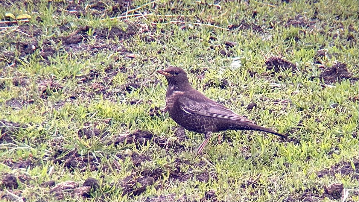 Ring Ouzel this afternoon at Beach Farm, Benacre.