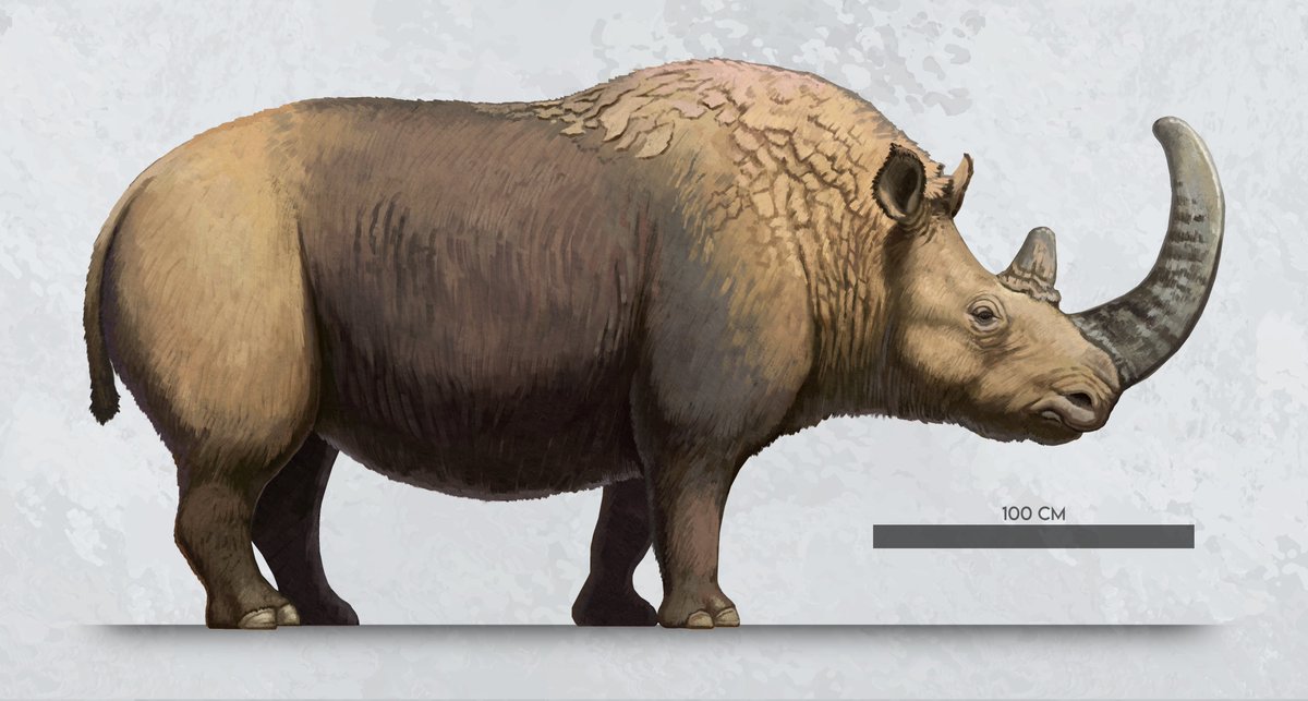 Woolly Rhinoceros (Coelodonta antiquitatis) from Kolyma River reconstruction