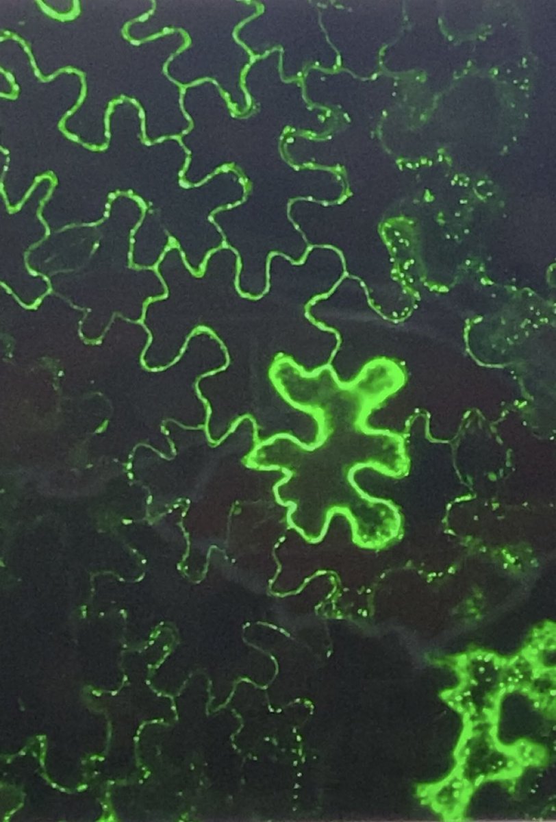 I am no microscopy wizard by any means… but to have went from barely being able to focus the scope to being able to localize my nematode proteases makes me proud 🥲 still a lot to learn but here’s to finalizing figures