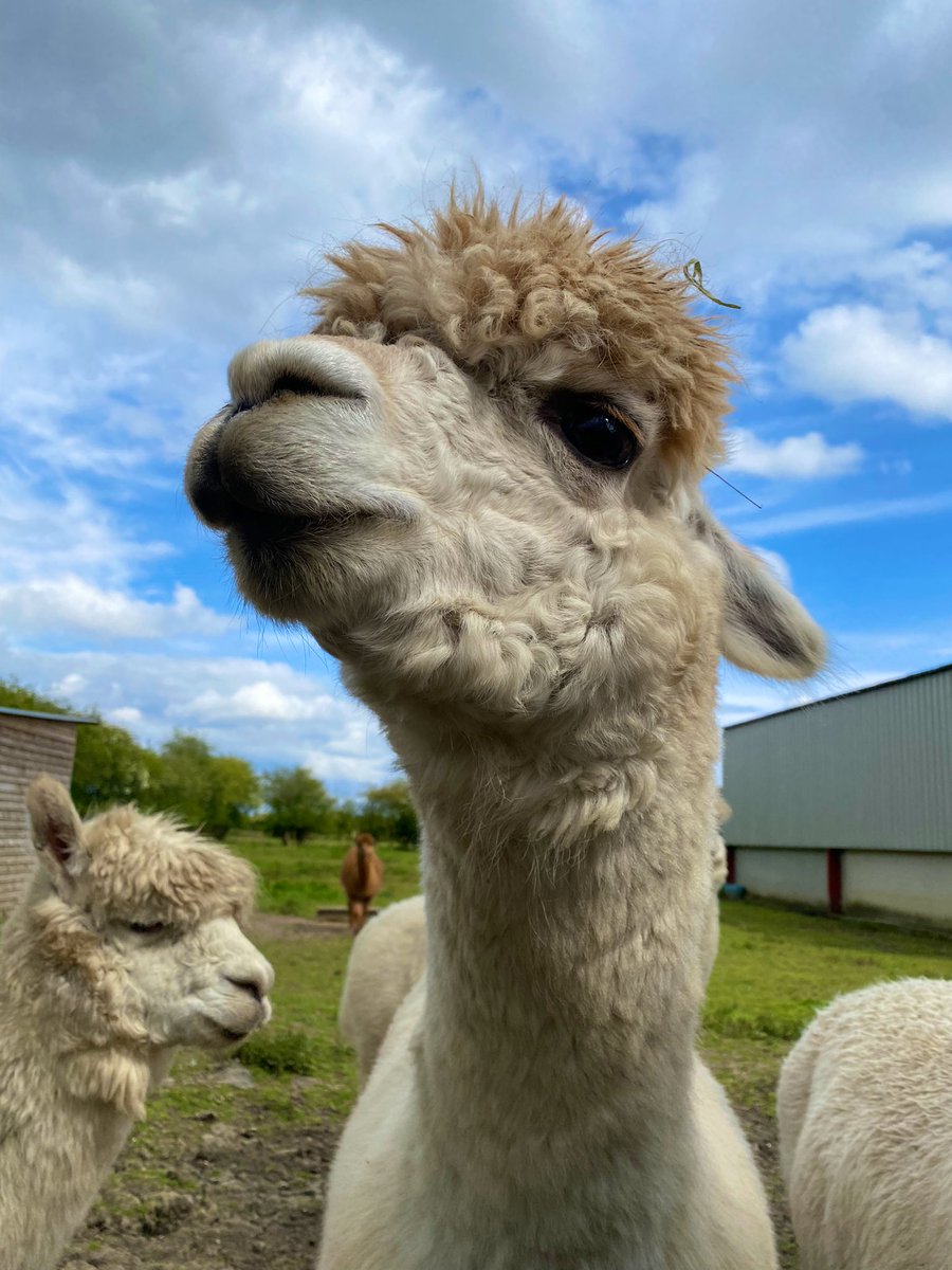 Look at this guy! Great visit to the alpacas 🦙