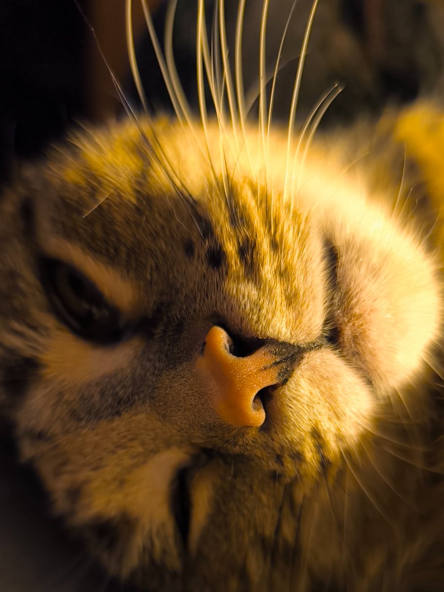 Džipiņai šodien 13❤️ Mans mīļākais deguns! #Džī 😻