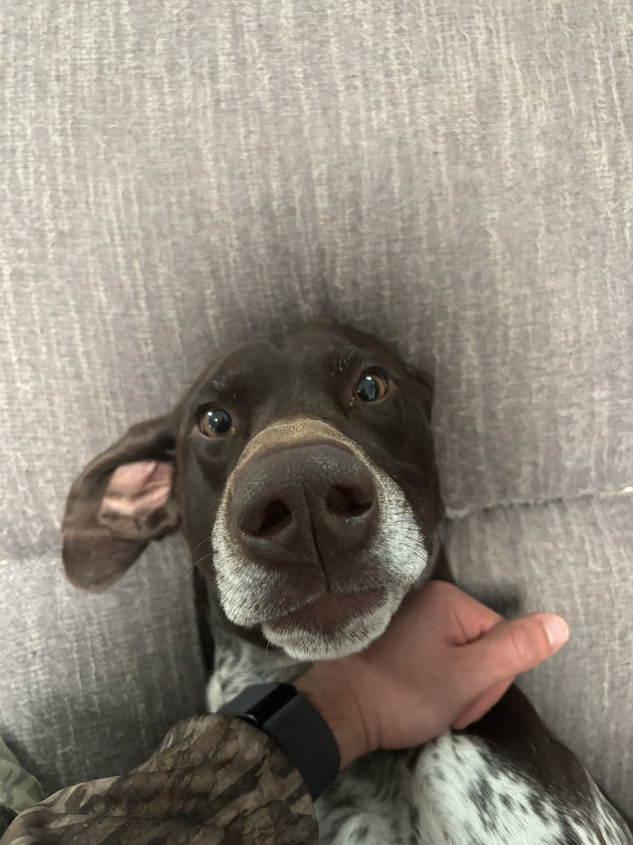 stoogecorp's tweet photo. @KristiNoem he ate one of my socks, should I just shoot him in the head or should I do something more tasteful to send a message to his family? https://t.co/jo2RXROKaQ