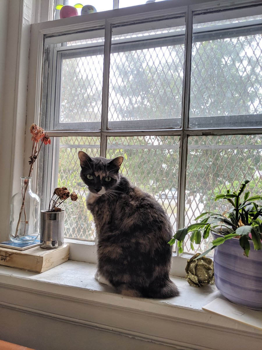 PoisonofGull's tweet photo. @PeaceRoseShephe 🐱 https://t.co/RFDEaVoq0B
