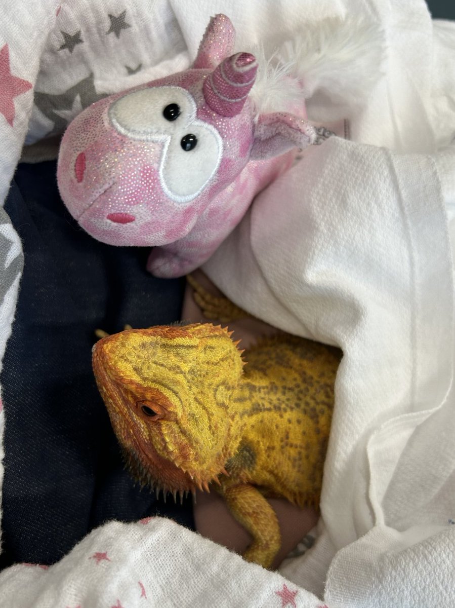 We will never stop being surprised, how patients are brought to us. 
This bearded dragon  (not the unicorn!) came for a CT