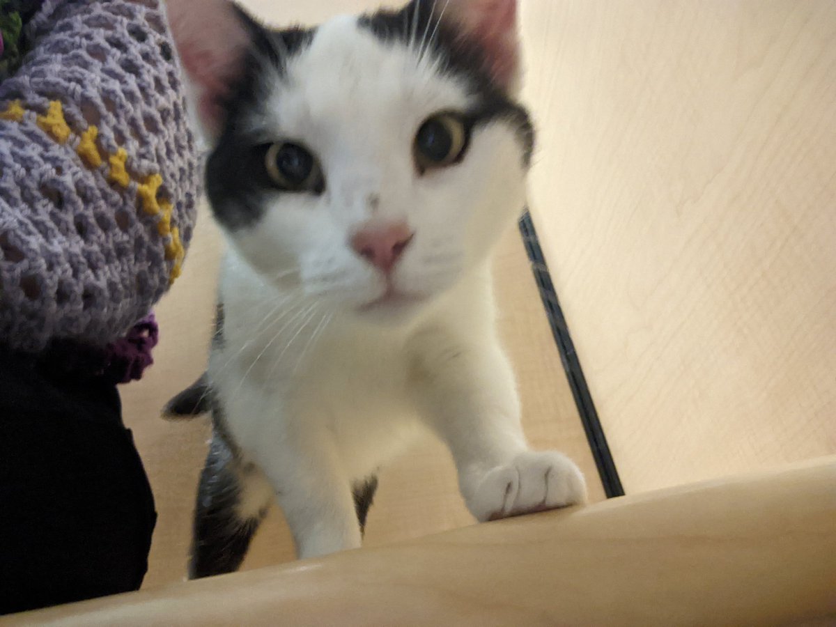 PoisonofGull's tweet photo. @PeaceRoseShephe 🐱 https://t.co/RFDEaVoq0B