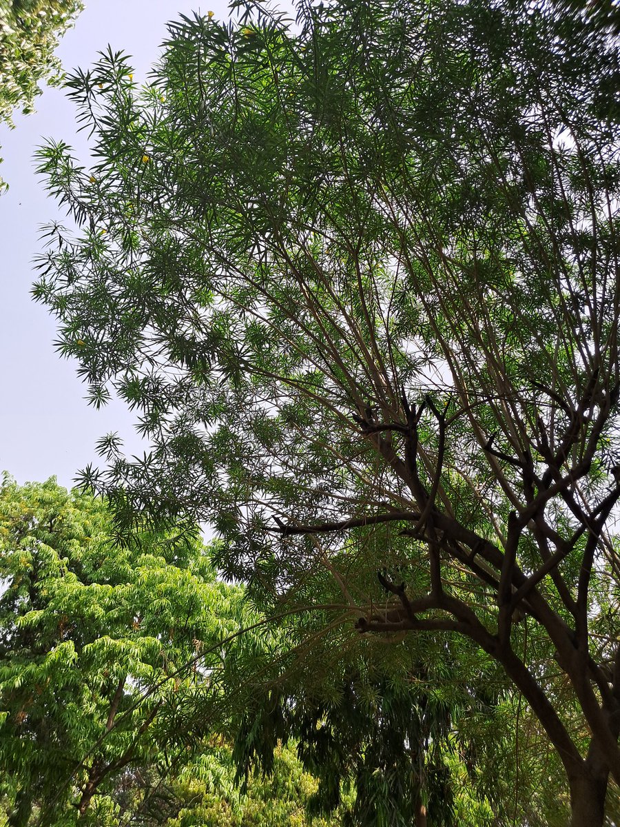 This morning ✨

#NatureLover #TreeLover #DelhiMornings #SaveHasdeoForest 🌳