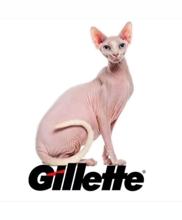 rochavin's tweet image. 