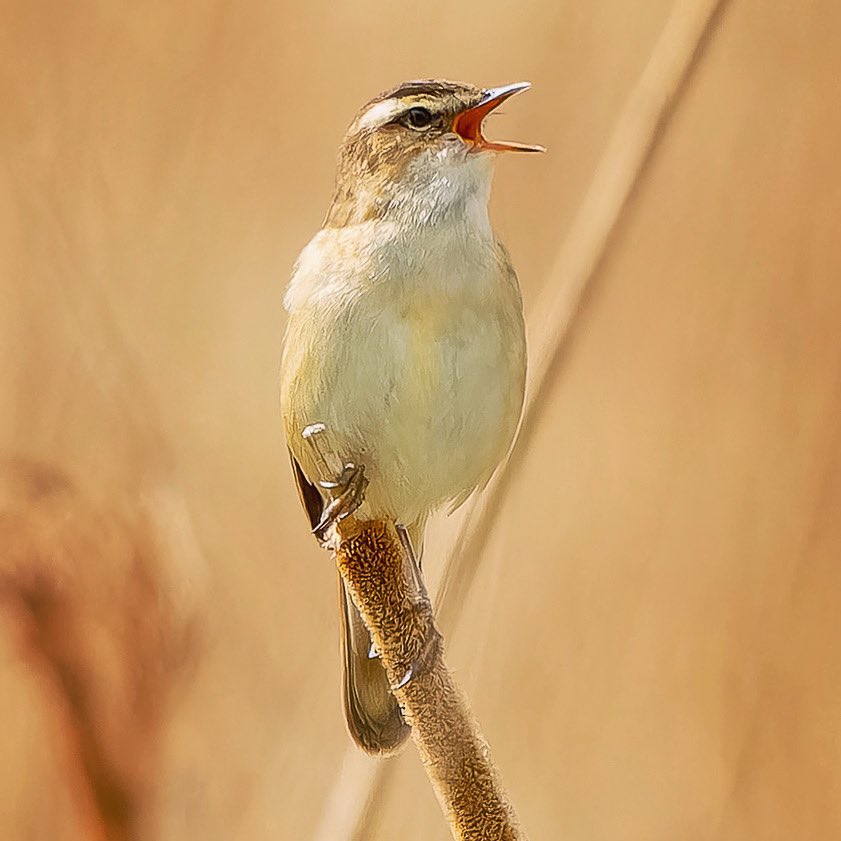 #bird_of_the_week #birdphotographyhides #birds #bird #birdphotography #birdlovers #birdfreaks #birds_adored #birds_captures #BirdsSeenIn2024