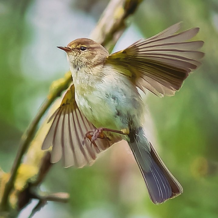 #bird_of_the_week #birdphotographyhides #birds #bird #birdphotography #birdlovers #birdfreaks #birds_adored #birds_captures #BirdsSeenIn2024