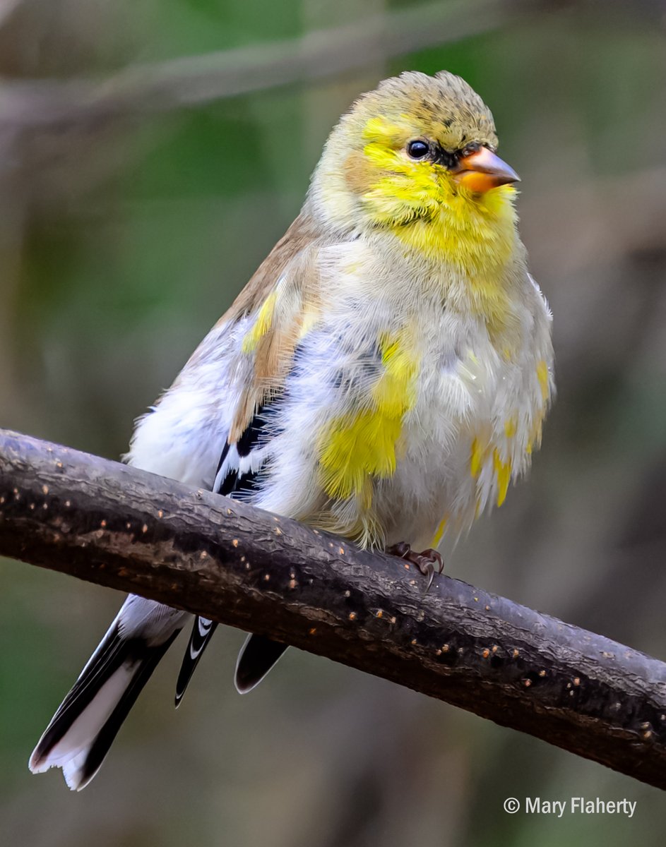 An American Goldfinch, Central Park, NYC. (3/31/2024) #TwitterNatureCommunity #urbanbirding #TwitterNaturePhotography #BirdsOfTwitter #birds #nature #wildlife