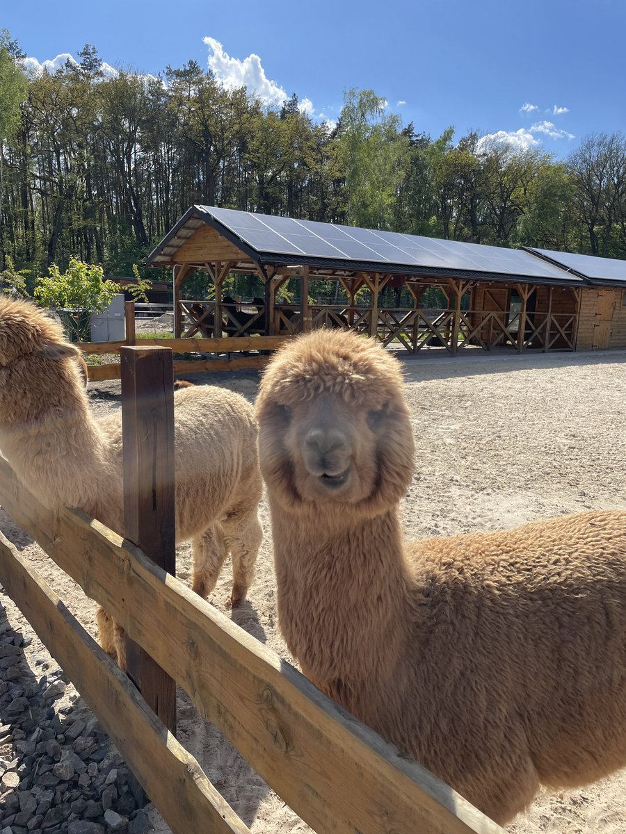 UFL_Robin's tweet image. Had the inestimable joy of spending today with one of my 🇺🇦 families in 🇵🇱. They took me to a magical place where we chilled with alpacas and.
And.
And I got to hand. feed. a pair of porcupines. 🐗🐗
Am temporarily dead of how cute.